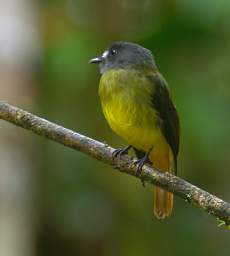 Copalinga Podocarpus Park Bird Ornate Flycatcher