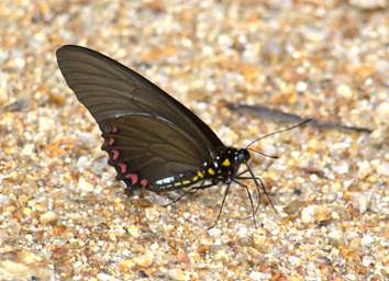  Lycidas Swallowtail Batis Lycidas