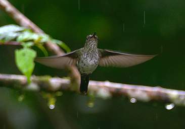 Violet Fronted Brilliant F