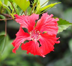 Hibiscus