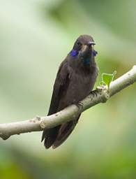 Brown Violetear