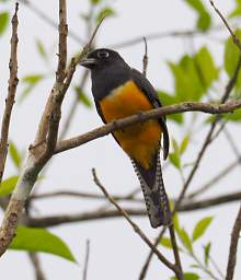 Xxx Northern Violaceous Trogon F