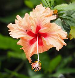 Hibiscus