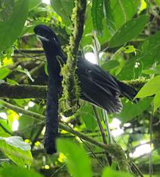 Umbrellabird