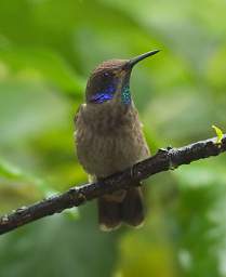 Brown Violetear