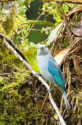 Blue Grey Tanager
