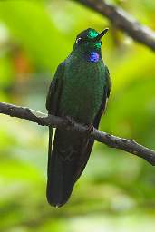 Green Crowned Brilliant