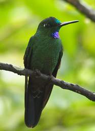 Green Crowned Brilliant