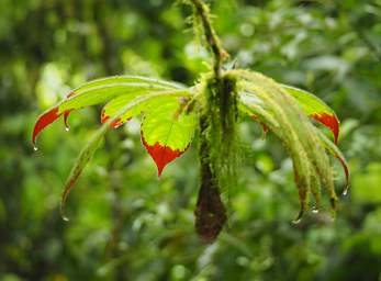 Leaf Red