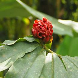Flower Xxx Red