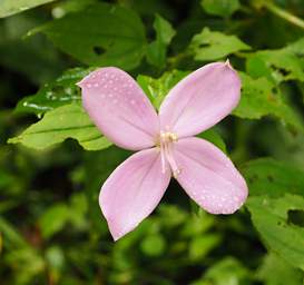 Flower Xxx Pink