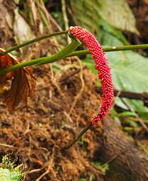 Flower Xxx Red