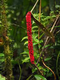 Flower Xxx Red