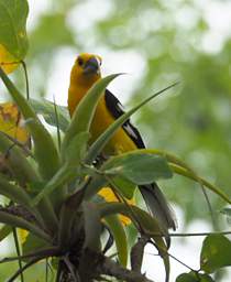 Southern Yellow Grosbeak