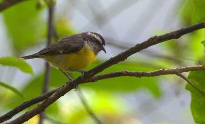 Bananaquit
