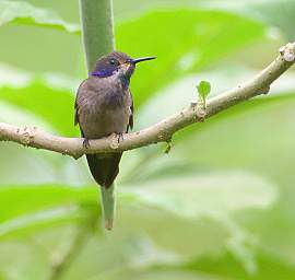 Brown Violetear