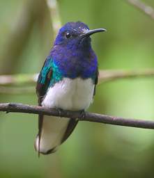 White Necked Jacobin