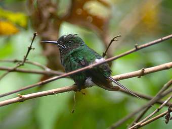 Green Thorntail