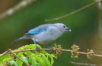 Blue Gray Tanager