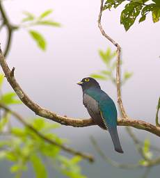 Northern Violaceous Trogon