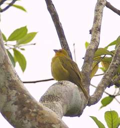 Saffron Finch
