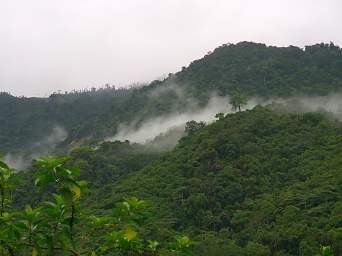 Umbrella Bird Lodge Forest Mist