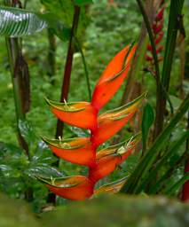 Heliconia