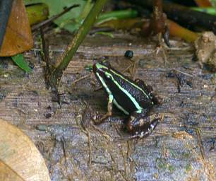 Umbrellabird Frog Xxx