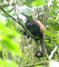 Howler Monkey