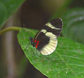 Butterfly Xxx Black White Red