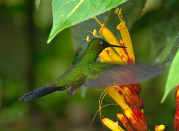 Green Crowned Brilliant