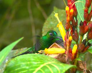Green Crowned Brilliant