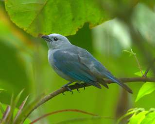 Blue Gray Tanager