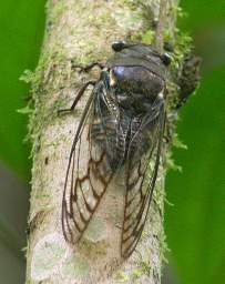 Locust