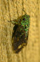 Umbrellabird Locust Green