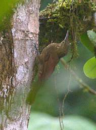 Buff Throated Creeper