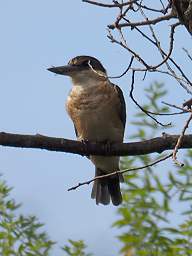 Whanganui R Bird New Zealand Kingfisher Halcyon Sancta Vagans