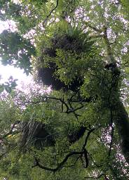 Whanganui R Bushy Park Tree Northern Rata Metrosiderous Robusta