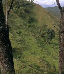 Whanganui R Forgotten World Highway