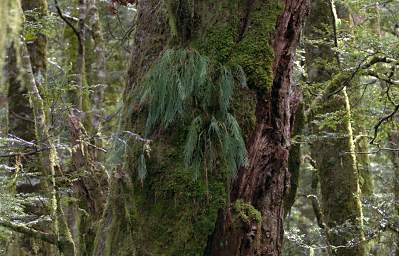 Alps Tree Parasite