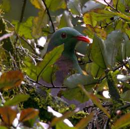 Alps Bird New Zealand Pigeon Kereru Hemiphaga Novaeseelandiae