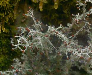 Alps Moss Berries
