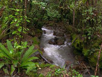 Tongariro Creek