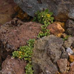Tongariro Xxx Plant