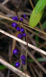 Tongariro Inkberry Turutu Dianella Nigra