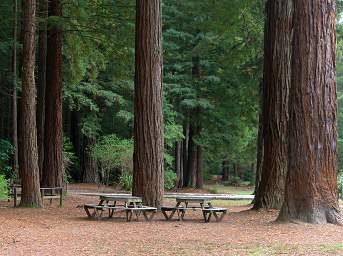 Tree Walk Picnic Tables
