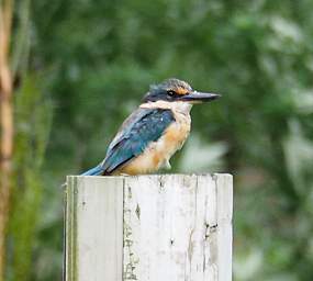 Waihi RT Bird New Zealand Kingfisher Halcyon Sancta Vagans