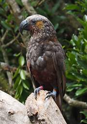 Wellington Zealandia North Is Kaka Nestor Meridionalis Septentrionalis