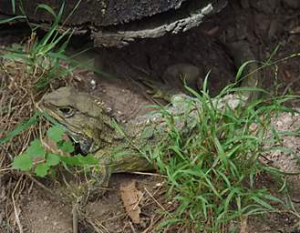 Wellington Zealandia Tuatara
