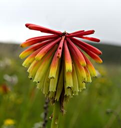 Kniphofia Grantii